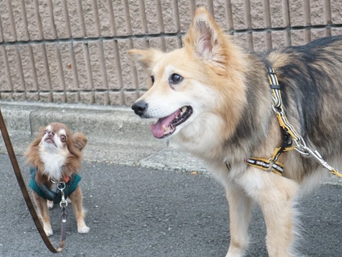 散歩中に会ったさくらちゃん「ママ同士でお喋りに花が咲いてるよ」