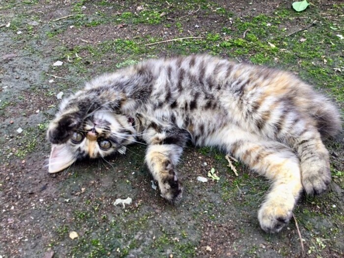 家に来たころの「そら」