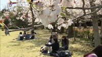 〈新型コロナ〉外出自粛要請の中…桜の名所、栗林公園の人出は去年の2割程　高松市