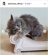 大地真央のインスタグラム@daichimao_officialより