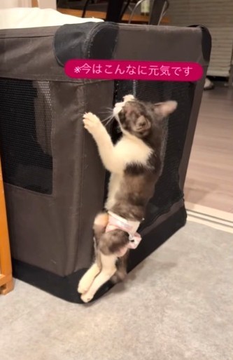 今はこんなに元気です！（「パンちゃんママ」さん提供、Instagramよりキャプチャ撮影）