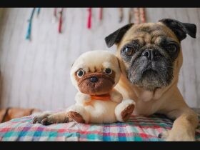 暮らしをずっと豊かにしてくれたパグの「小春」　これからもわんぱく元気に！