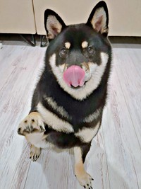 「おやつちょうだい♡」アピールするあおいちゃん（画像提供：黒柴あおいさん）