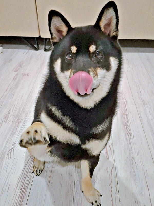 「おやつちょうだい♡」アピールするあおいちゃん（画像提供：黒柴あおいさん）