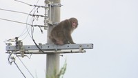 高松市の住宅地にサル出没