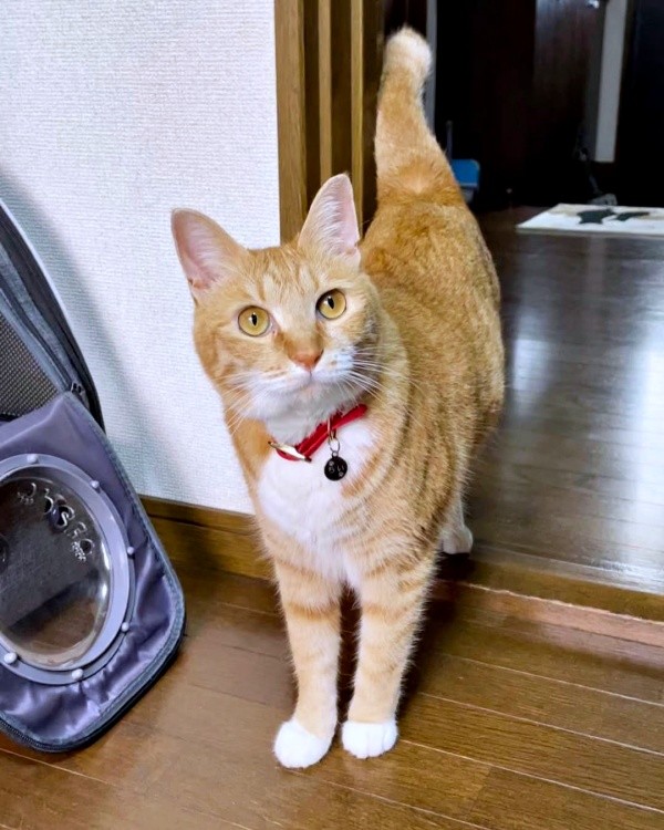 飼い主さんを見上げるちいちゃん（画像提供：ちーちゃん-Mari-うるちゃんさん／Instagram）