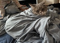 「娘にぐるぐる巻きにされてイカ耳になりつつも我慢しているラムです」（提供：🐾ラム@極短マンチカン🐾さん）