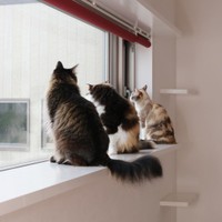 後から来たラッキーくん（手前）、ニコちゃん（奥）とも仲良し