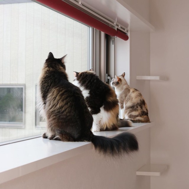 後から来たラッキーくん（手前）、ニコちゃん（奥）とも仲良し