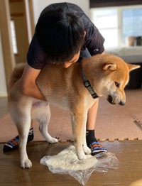 怒りのうどん踏み（提供：十和とわさん）