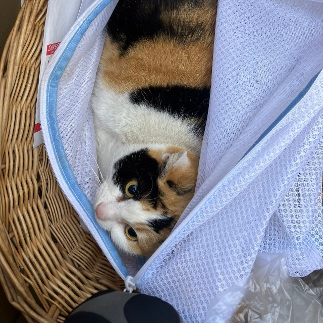 名前はミケちゃん。10歳以上の高齢猫だった(「tormenta」さん提供)