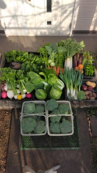 旅人さんの畑で獲れた野菜／旅人さん（@tanemaki_ojisan）提供