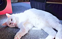 甘えん坊モードになったおもちちゃん（画像提供：ちったんさん）