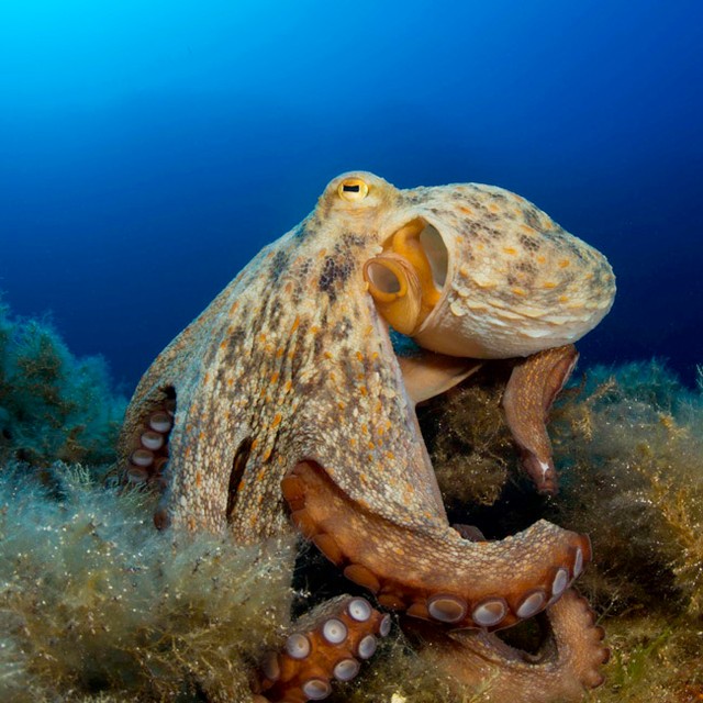 「世界最古のタコ」の称号が剥奪された　※写真はイメージです