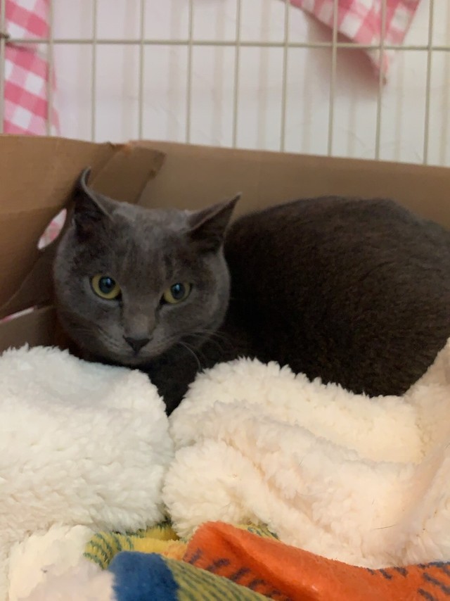 今は預かりボランティアさんの家で人馴れトレーニング中