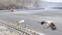 パンを奪って飛び去るトンビ（画像提供：駄無〜んCHANNELさん）