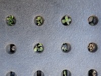 （瀬尾一樹さん提供）