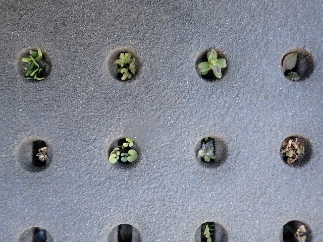 （瀬尾一樹さん提供）