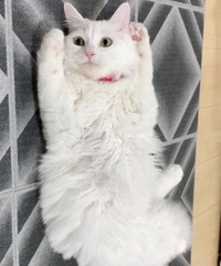 へそ天でご機嫌さん