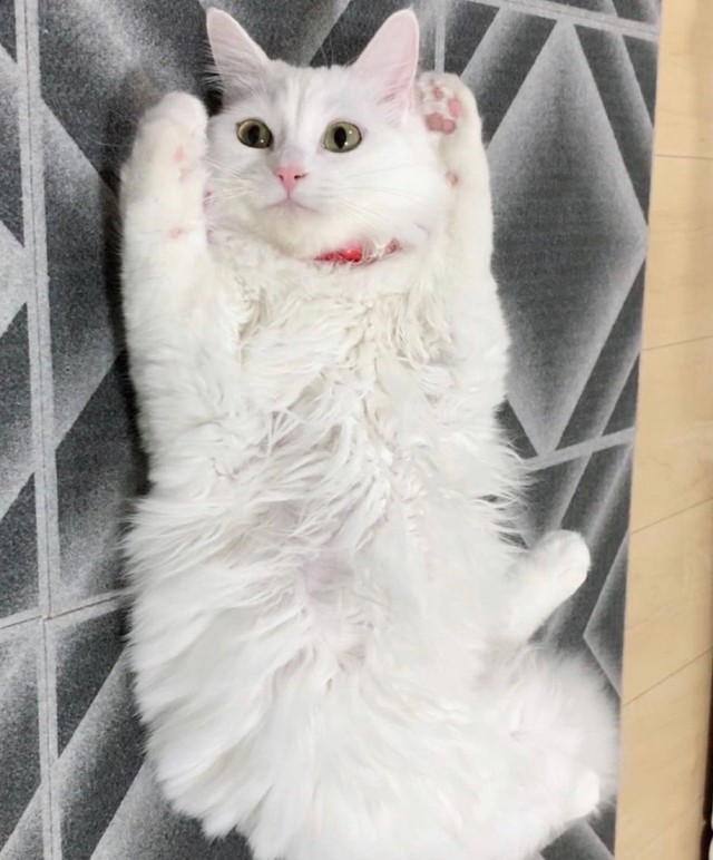 へそ天でご機嫌さん