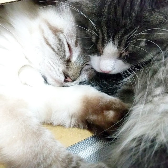 仲良く添い寝。左から姫ちゃん、叢雲(むらくも)くん（画像提供：marminさん）（画像提供：marminさん）