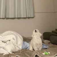 天井を見上げる犬さん（画像提供：モコさん）