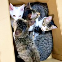 箱の中に集まって身を寄せ合う猫たち（画像提供：おゆちゃんさん）