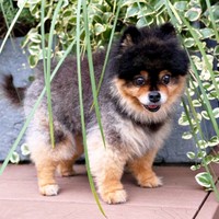 「見つかっちゃった」と笑みを浮かべるたろ吉ちゃん（画像提供：たろ吉（メスのポメ）の飼い主さん）