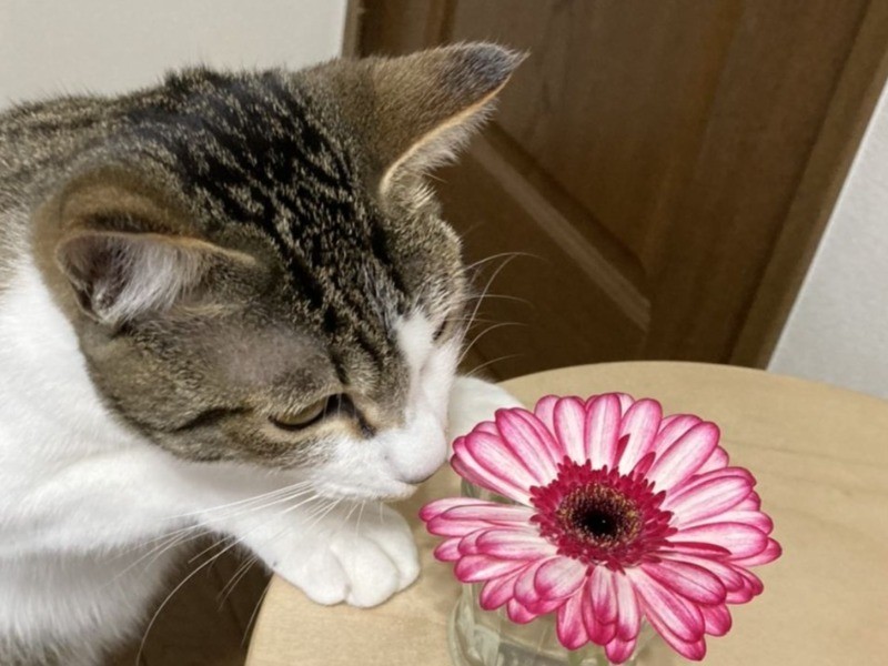 赤いガーベラもすてき（吉留さん提供）