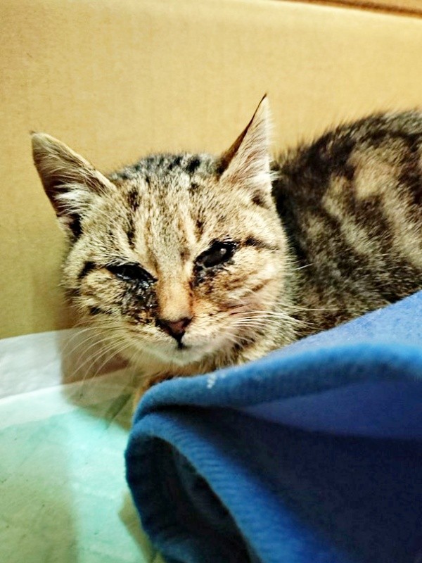 納屋に現れたぺこちゃん。猫風邪で激しく衰弱（画像提供：がっちゃん（がつこ）さん）
