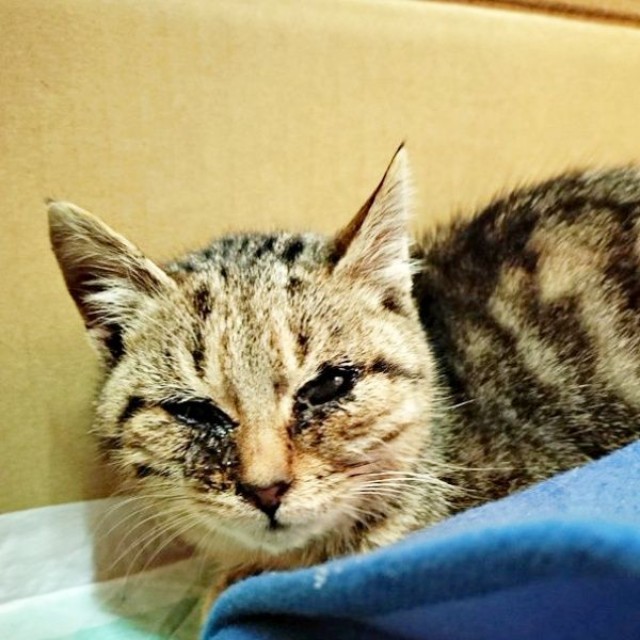 納屋に現れたぺこちゃん。猫風邪で激しく衰弱（画像提供：がっちゃん（がつこ）さん）