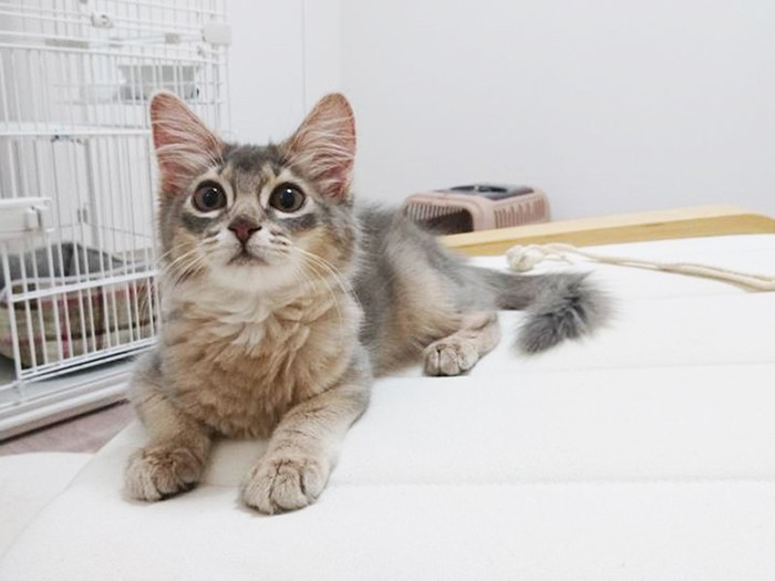 家にきたころの「かがり」

