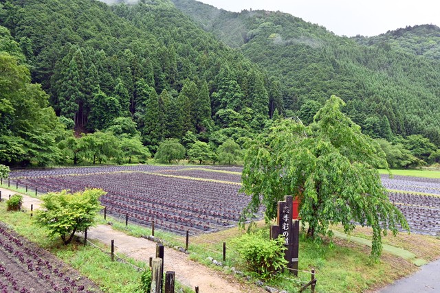 6月初旬の赤しその様子。このあと、人の背丈くらいまで大きくなります