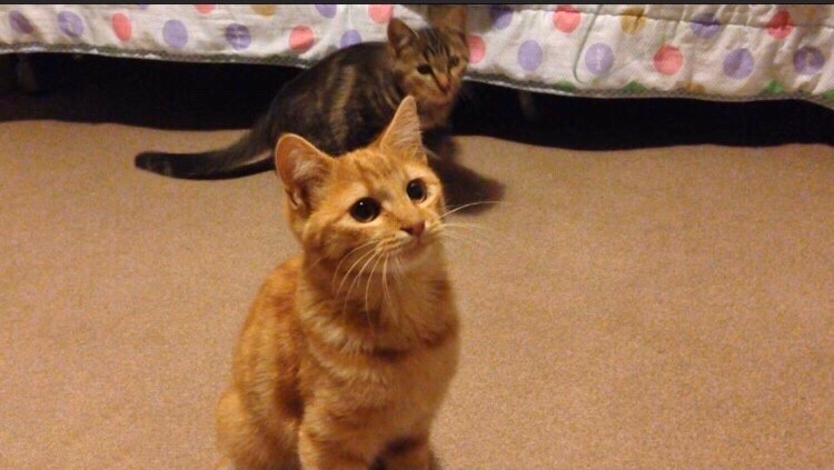 子猫の頃は体が小さかったごま（後）（チャオコさん提供）