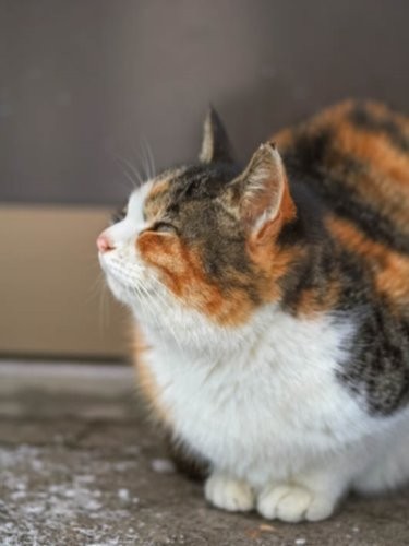 『ゆきねこ』より（吉田裕吏洋　撮影 / 北海道新聞社）