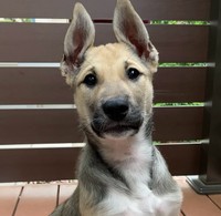 大きくなったらこの通りの「縦耳」でした