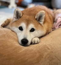 まったりくつろぎモードのまるちゃん（画像提供：祥&柴犬のまるちゃんさん）