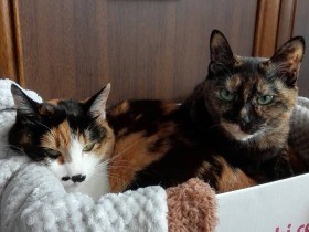 工場にいた野良猫姉妹　人嫌いだったが、可愛いという人が現れた