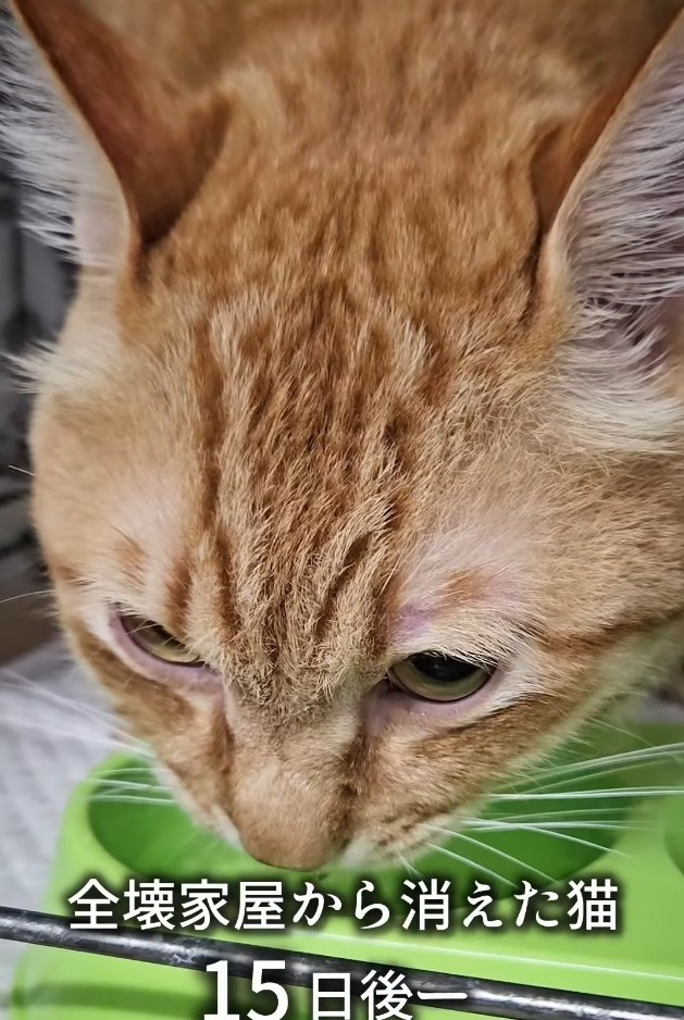 倒壊した家から逃げてから、15日後に姿を現したボブ（「つかねこ動物愛護環境福祉事業部」さん提供、Instagramよりキャプチャ撮影）