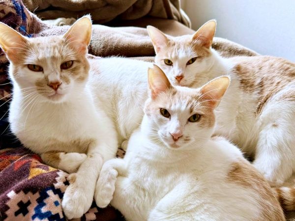 子猫2匹だけのつもりが、母猫も保護「うちの子になってくれる？」 3