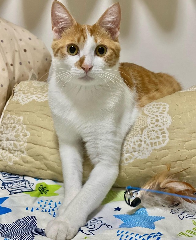 美しすぎる猫、元野良とは思えない