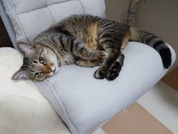 甘えん坊な性格のボンくん