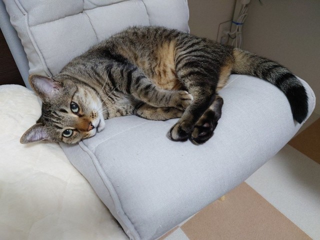 甘えん坊な性格のボンくん