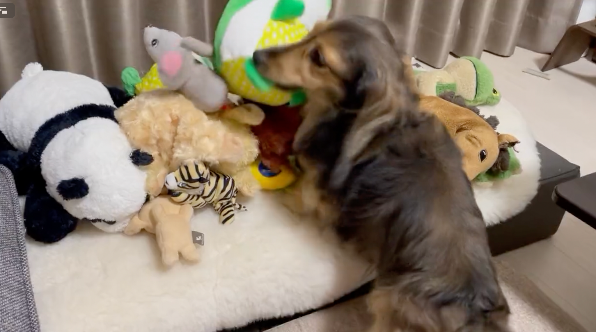 大好きなぬいぐるみたち＝るのんさん（@lunon0401）提供