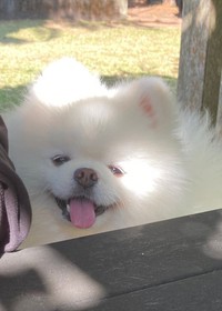 いつもはこんなマイルドな笑顔を見せてくれるレイちゃん（画像提供：タレ目の犬(ポメラニアン)さん）