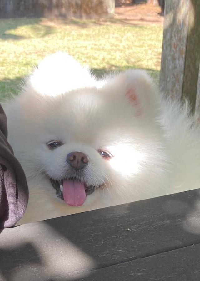 いつもはこんなマイルドな笑顔を見せてくれるレイちゃん（画像提供：タレ目の犬(ポメラニアン)さん）