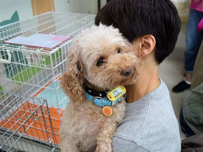 かわいらしいトイプードル＝アニマルハートレスキューで
