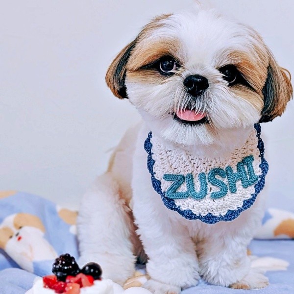 ネーム入りのスタイがよく似合うズシくん（画像提供：シーズーのズシさん）