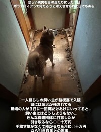 飼い主さんが脳こうそくで倒れて入院し、家にひとりぼっちで取り残された柴犬（「lien(リアン)」さん提供、Instagramよりキャプチャ撮影）