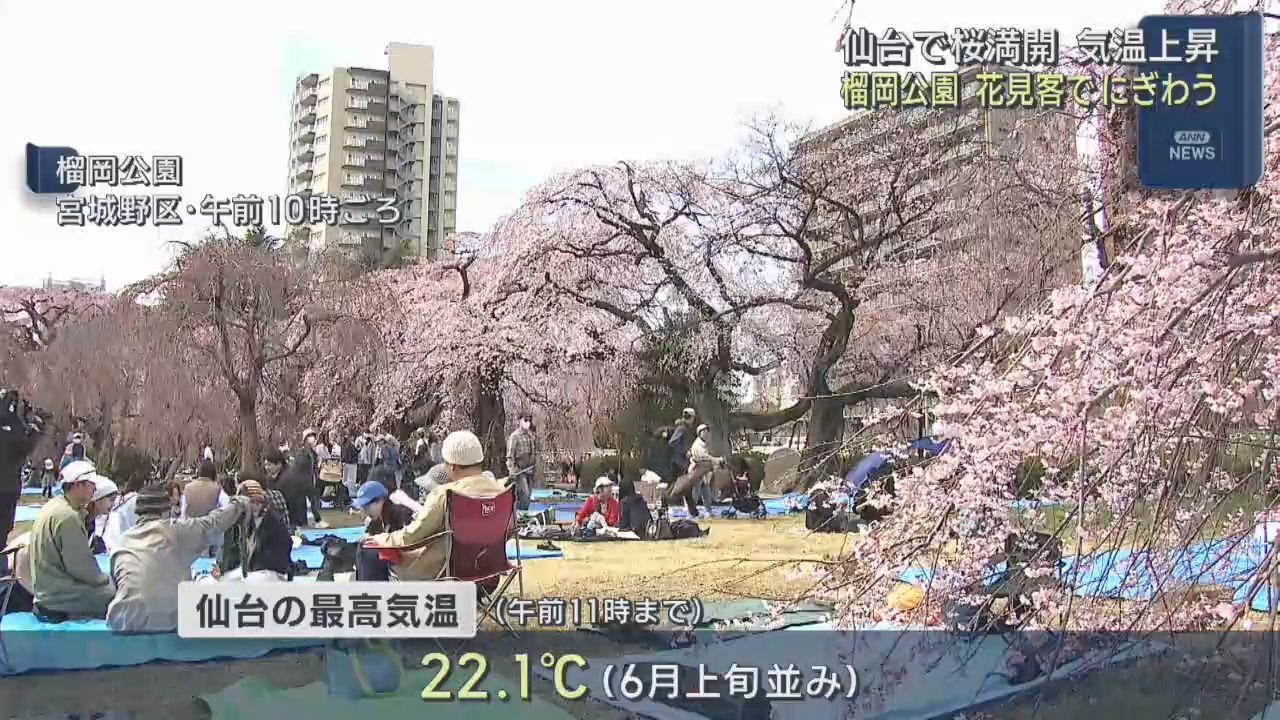 仙台で桜満開　気温上昇　２２．１℃と６月上旬並みの暖かさ　桜の名所「榴岡公園」多くの花見客でにぎわう